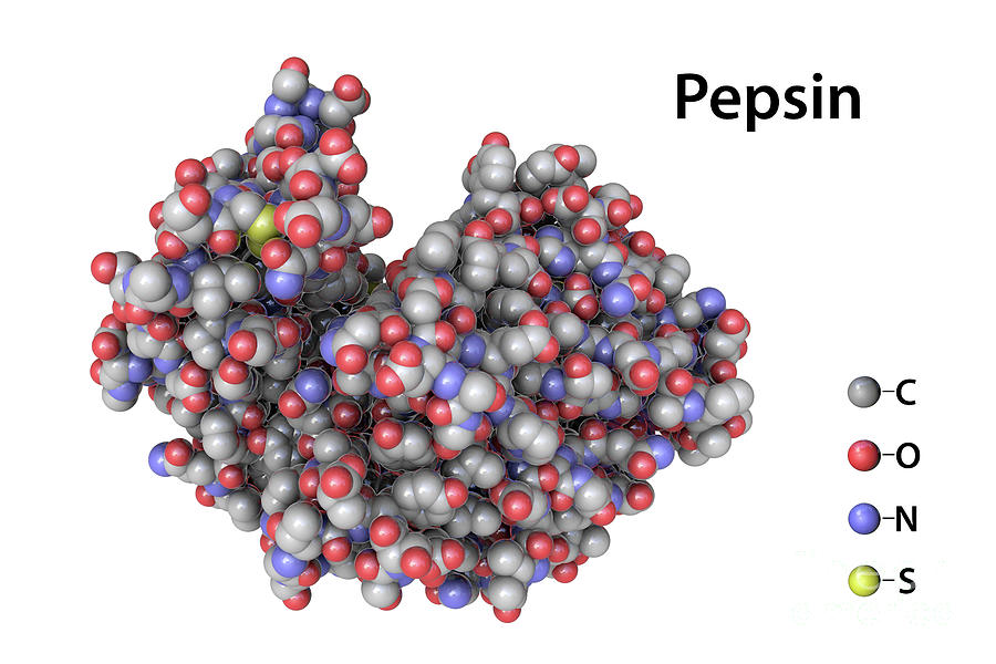 Pepsin Stomach Enzyme Molecule #2 by Science Photo Library - Pepsin Is Required For Digestion In The Stomach