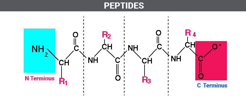 Peptide - Peptides For Muscle Growth Before And After
