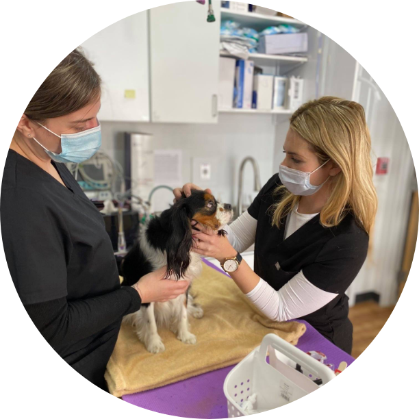 Pet Emergency Vet Near Me - PetMedic Urgent Care Vet Clinic - Petmedic Urgent Care Vet Clinic Westborough