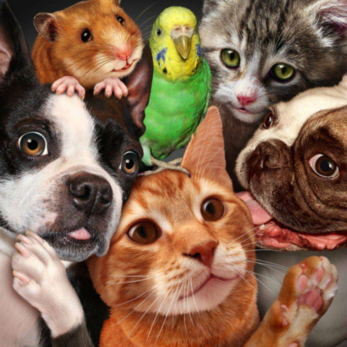 Pet Dynasty Boarding Daycare Grooming & Training