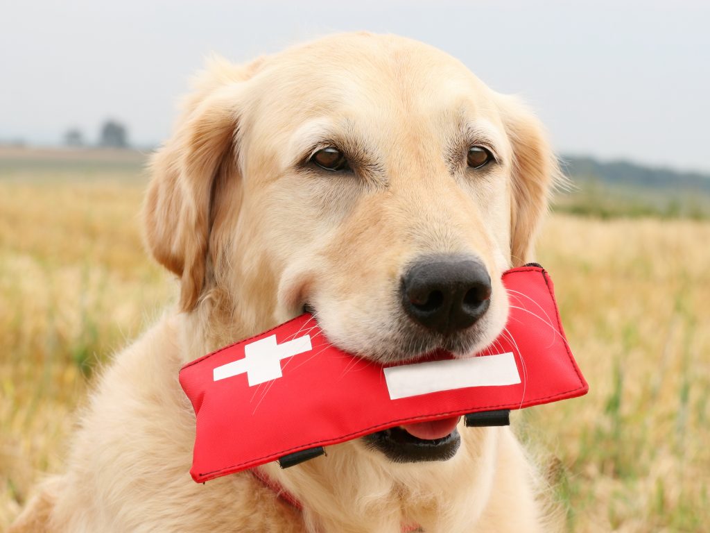 PetMedic Urgent Care Vet Clinic Locations - Petmedic Urgent Care Vet Clinic Westborough Reviews