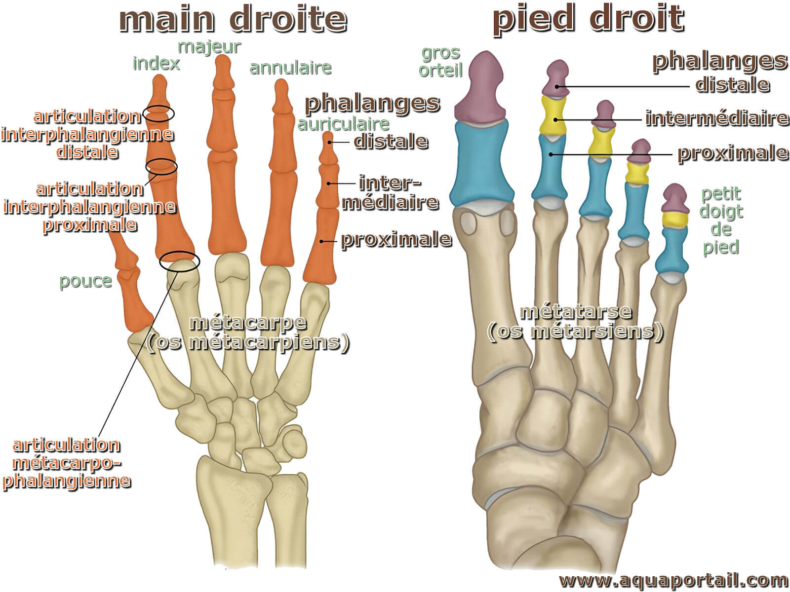 Phalange : définition et explications - Main Line Center For Laser Surgery Ardmore Pa