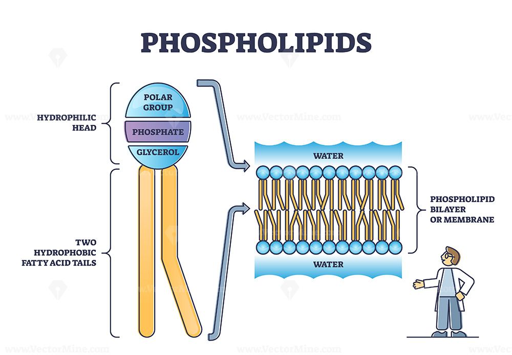 Have Both A Hydrophobic End And A Hydrophilic End