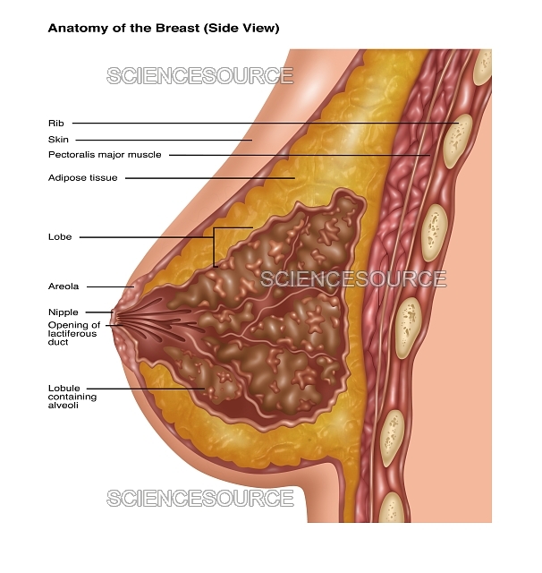 Breast Cancer Awareness Images Free Download