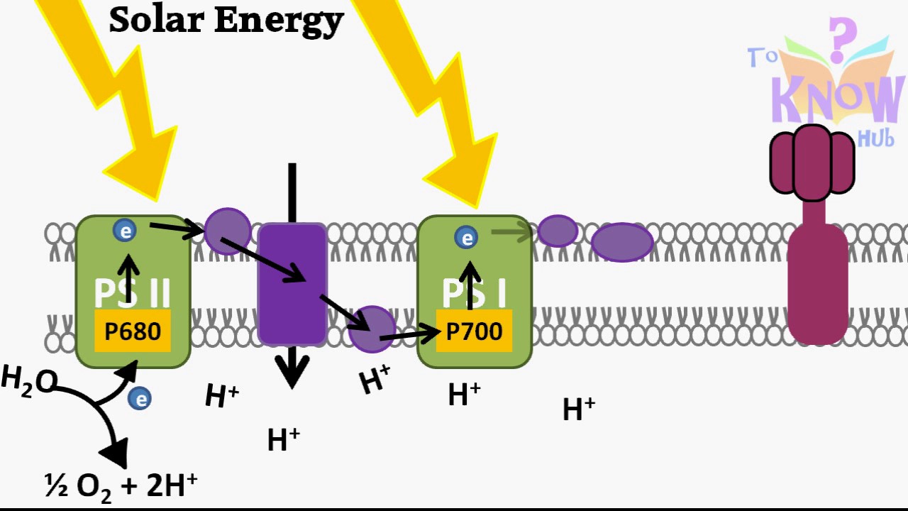 Photosynthesis Light Dependent Reactions Animation (How ATP & NADPH is - Describe How Atp Is Produced In The Light Reactions.