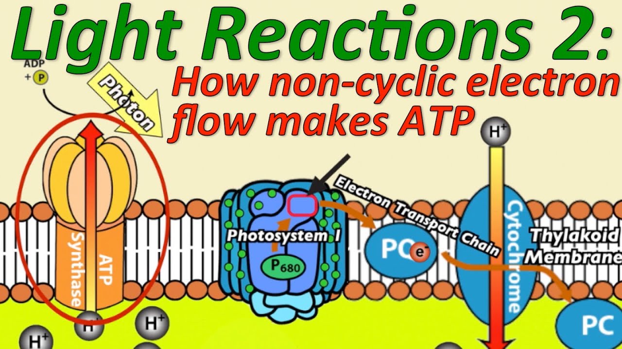 Describe How Atp Is Produced In The Light Reactions.