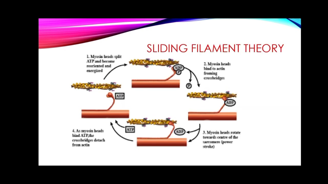 physiology of exercise and physical activity - YouTube - Identify A True Statement About Exercise Physiology