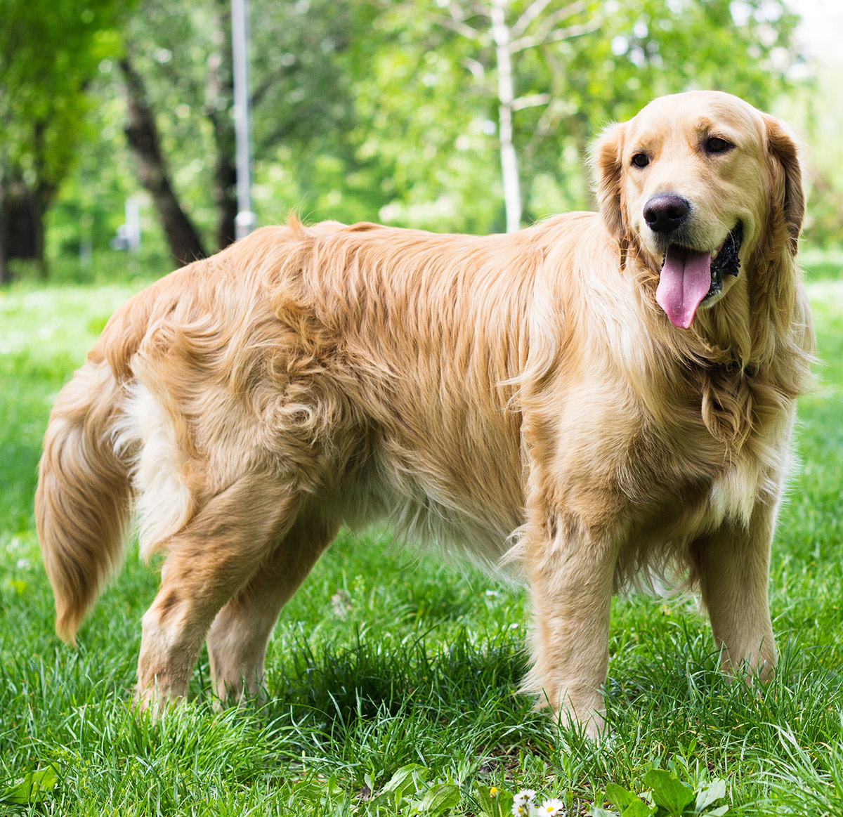 Golden Revive Reviews Bbb Consumer Reports