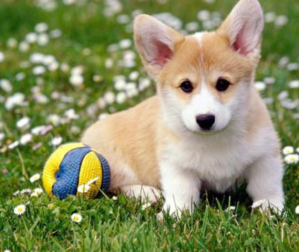 Pin by Davinia on ~Dogs~ | Dogs and puppies, Happy dogs, Puppies - Pet Action Pro For Dogs Reviews