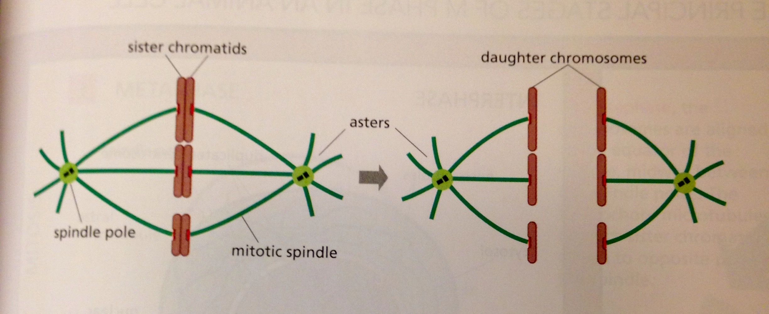 Identify The Shape Of The Cell Indicated By The Line