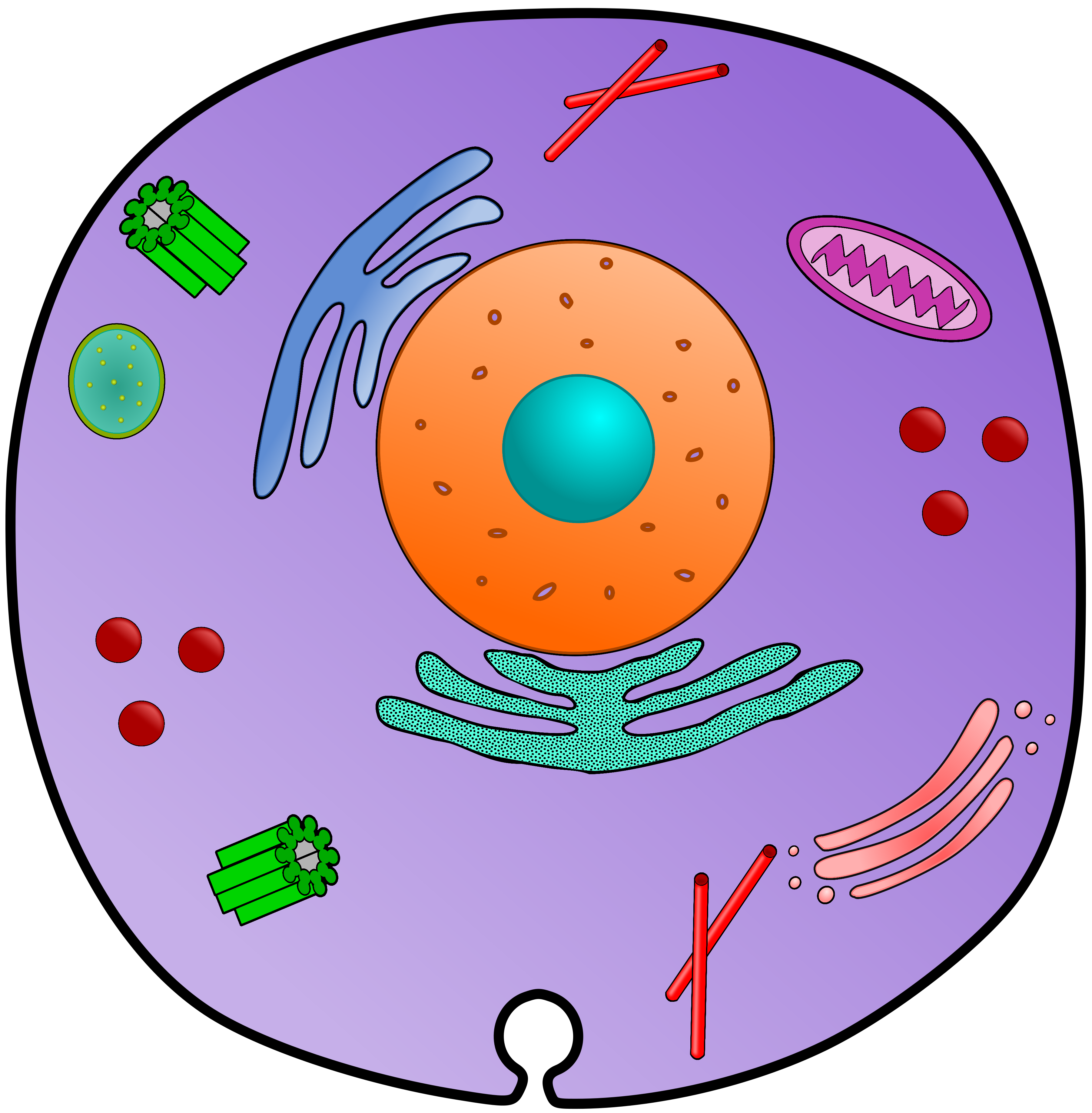 Plant Animal Cell Foldables Animal cell, Plant and animal cells, Cell - Cell Enhancer By Health Energy Longevity Llc