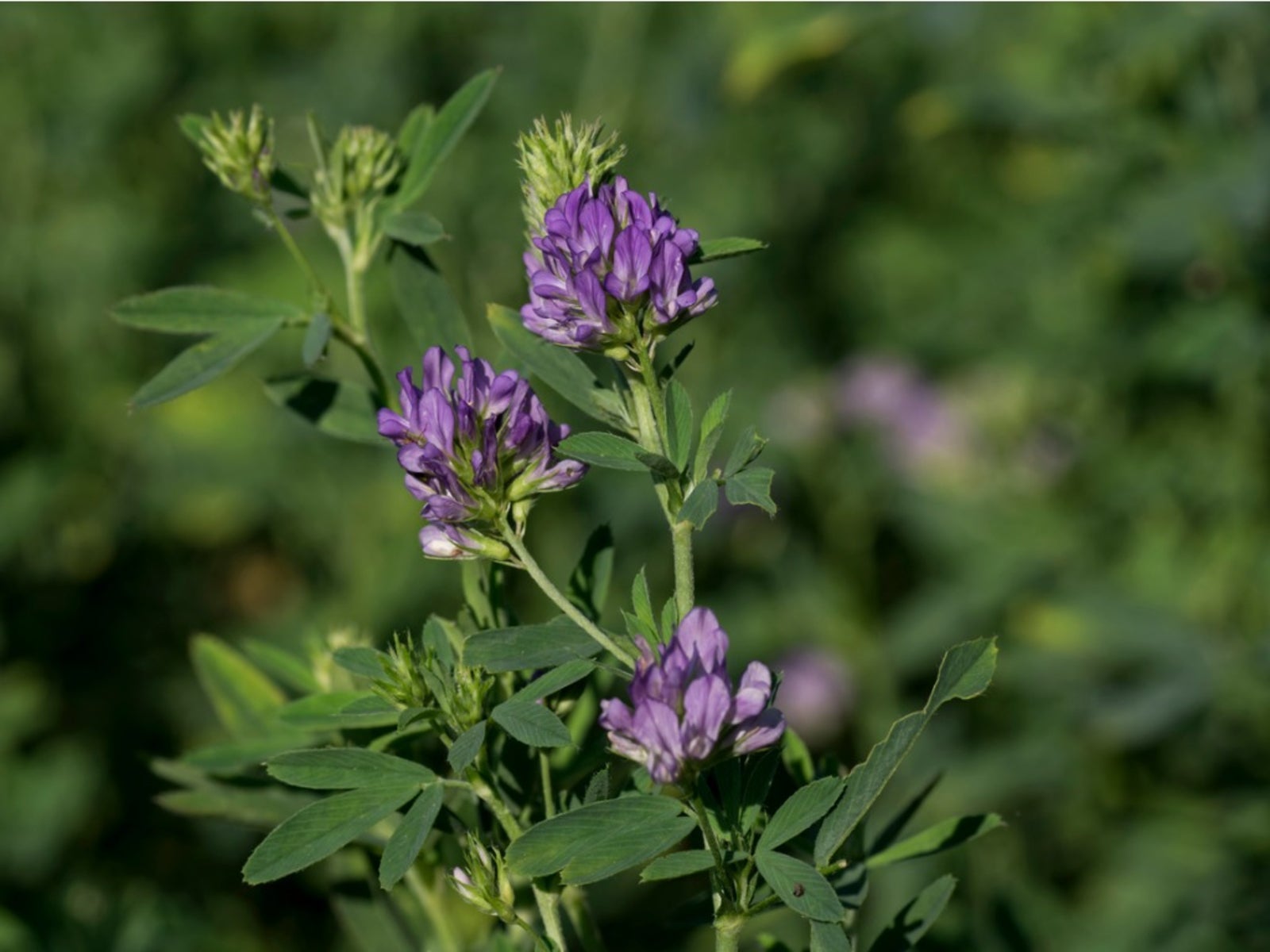 Planting Alfalfa: How To Grow Alfalfa - Alfalfa Hay Price Per Ton 2024