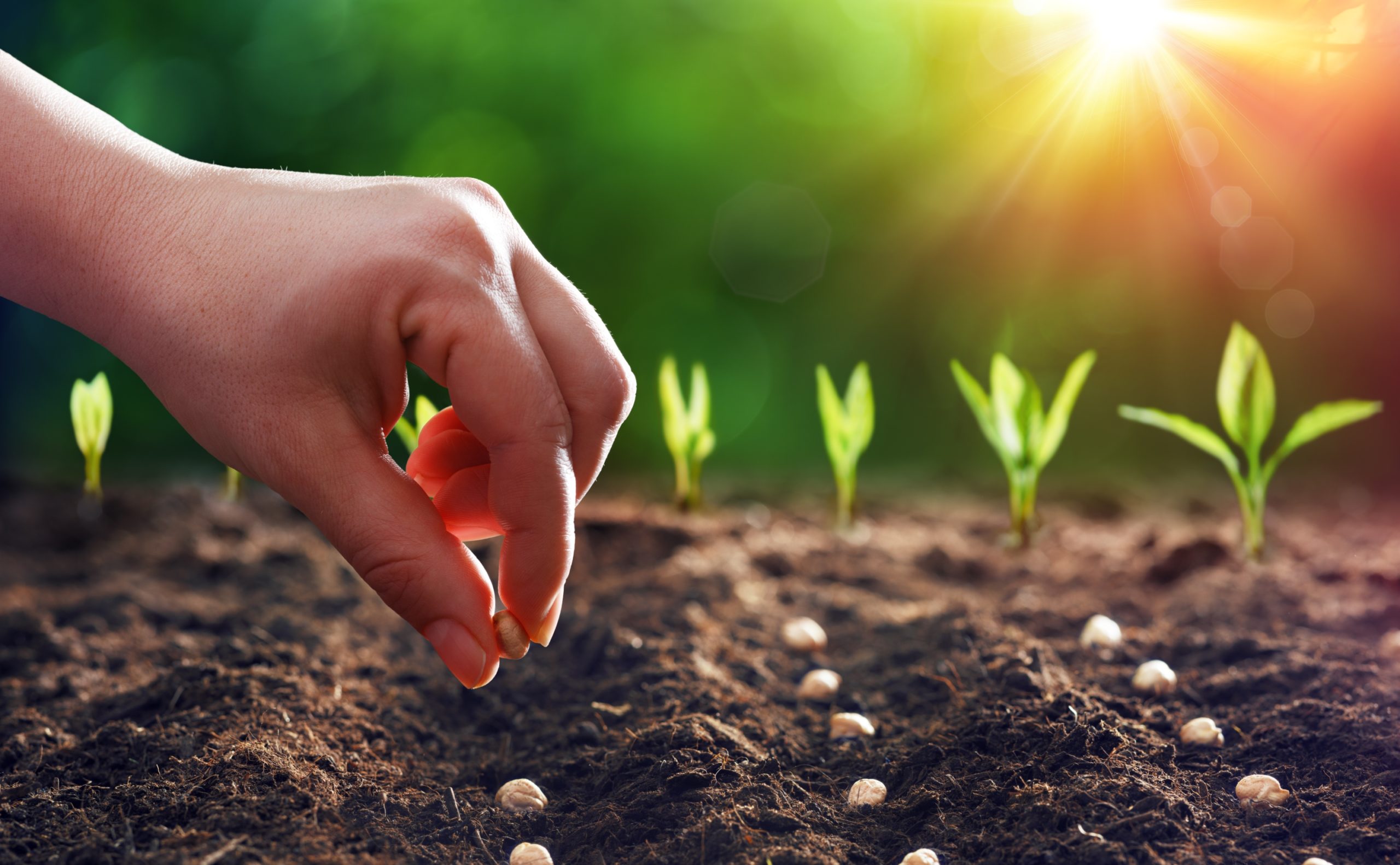Planting Little Seeds Along the Way | Alliance of Hope - Seed Probiotics Phone Number Customer Service