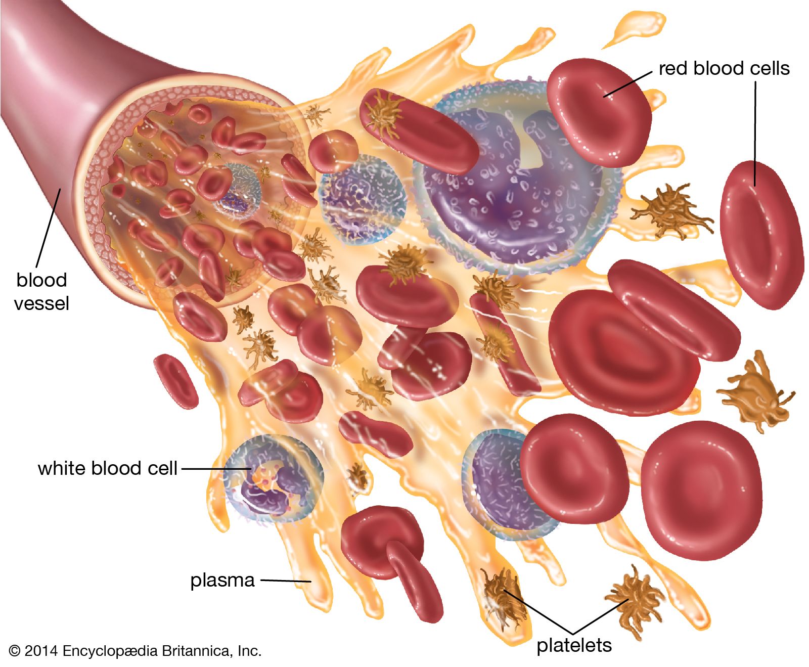Blood Collection For Therapeutic Drug Monitoring Requires