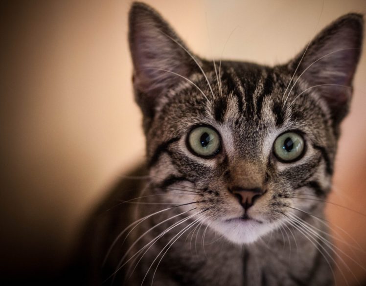portrait, Curiosity, Cat, Kitten Wallpapers HD / Desktop and Mobile - Cat Keeps Going To The Litter Box
