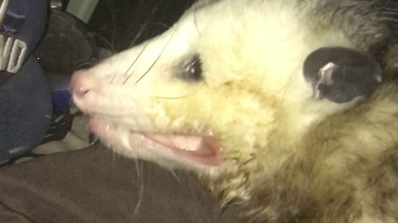 Possum Making Clicking Sound - YouTube - Clicking Noise In Trees At Night