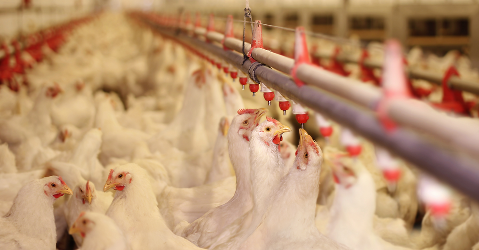 Poultry Farms For Sale | American Poultry Company | United States - Top 25 Poultry Companies In Usa