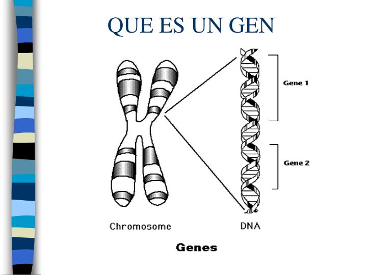 PPT - ADN RECOMBINANTE PowerPoint Presentation - ID:5672023 - Gen Korean Bbq House Chino Hills
