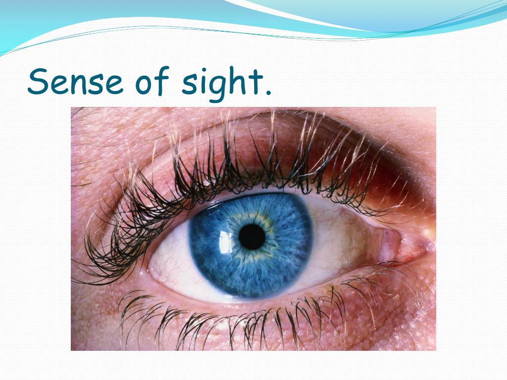 PPT - Sense of sight . PowerPoint Presentation, free download - ID:2793601 - Sight Side Backing Means You Are Backing Towards The