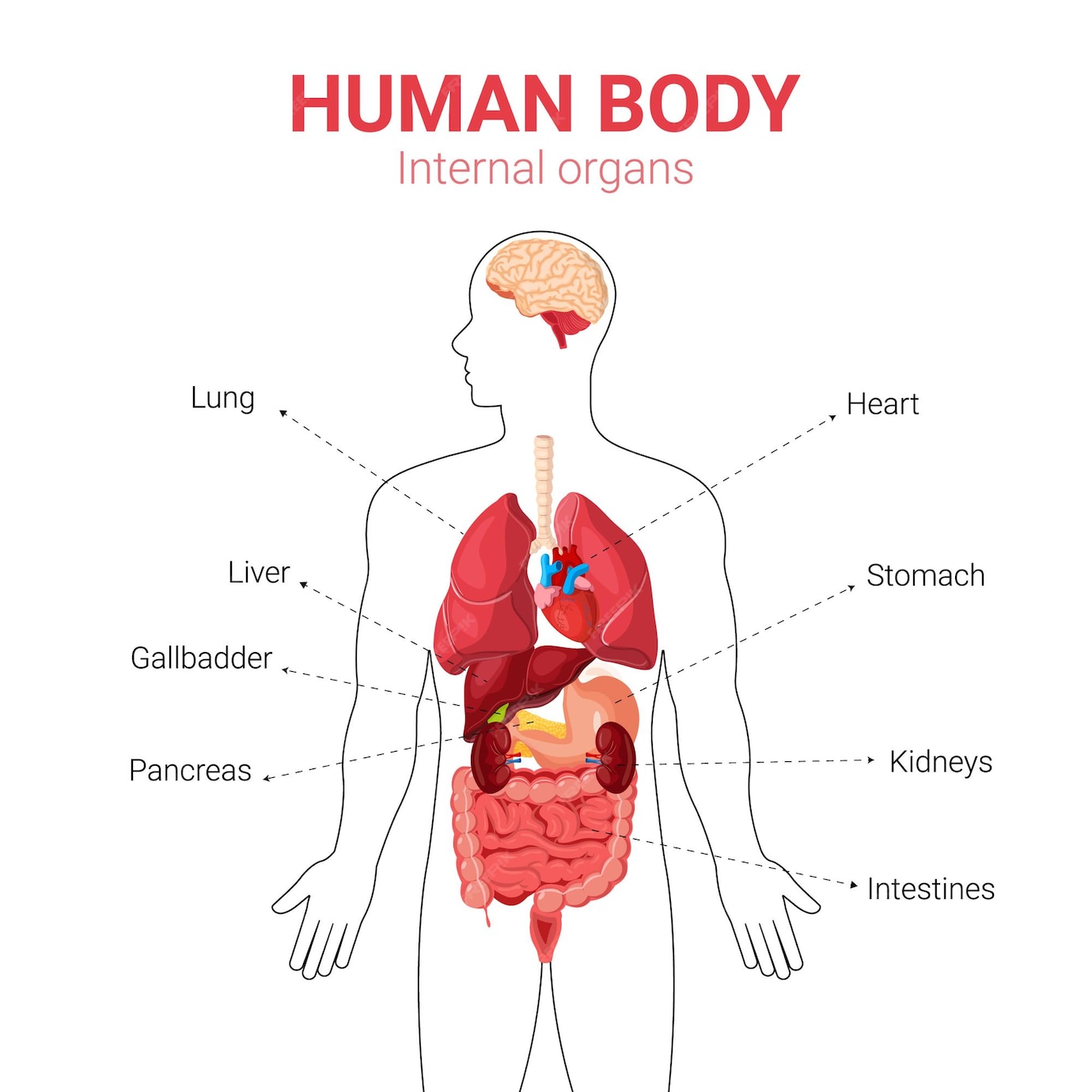 Body Balancing Drops Reviews Consumer Reports