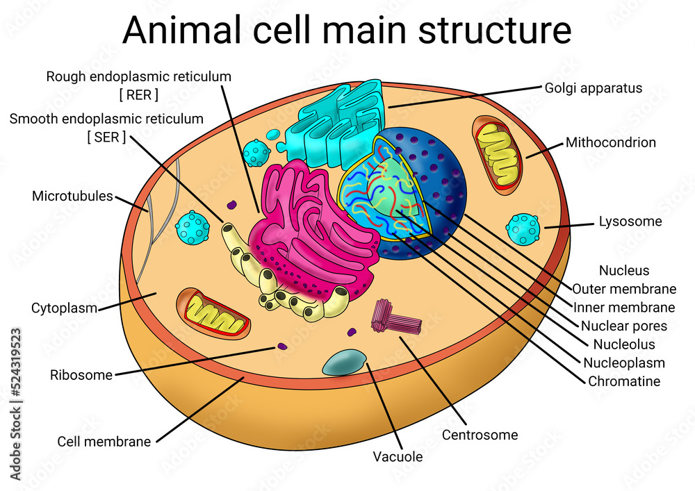 Cell Stem Cell Impact Factor 2024