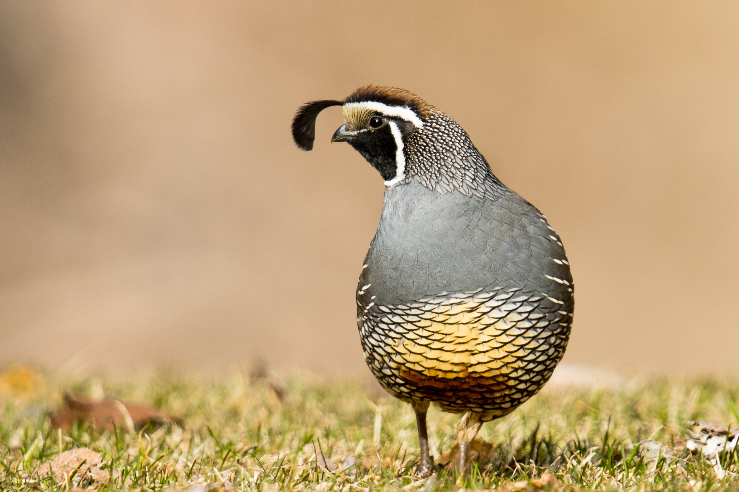 Quail Bird Male - Quail Hollow Country Club Charlotte Homes For Sale