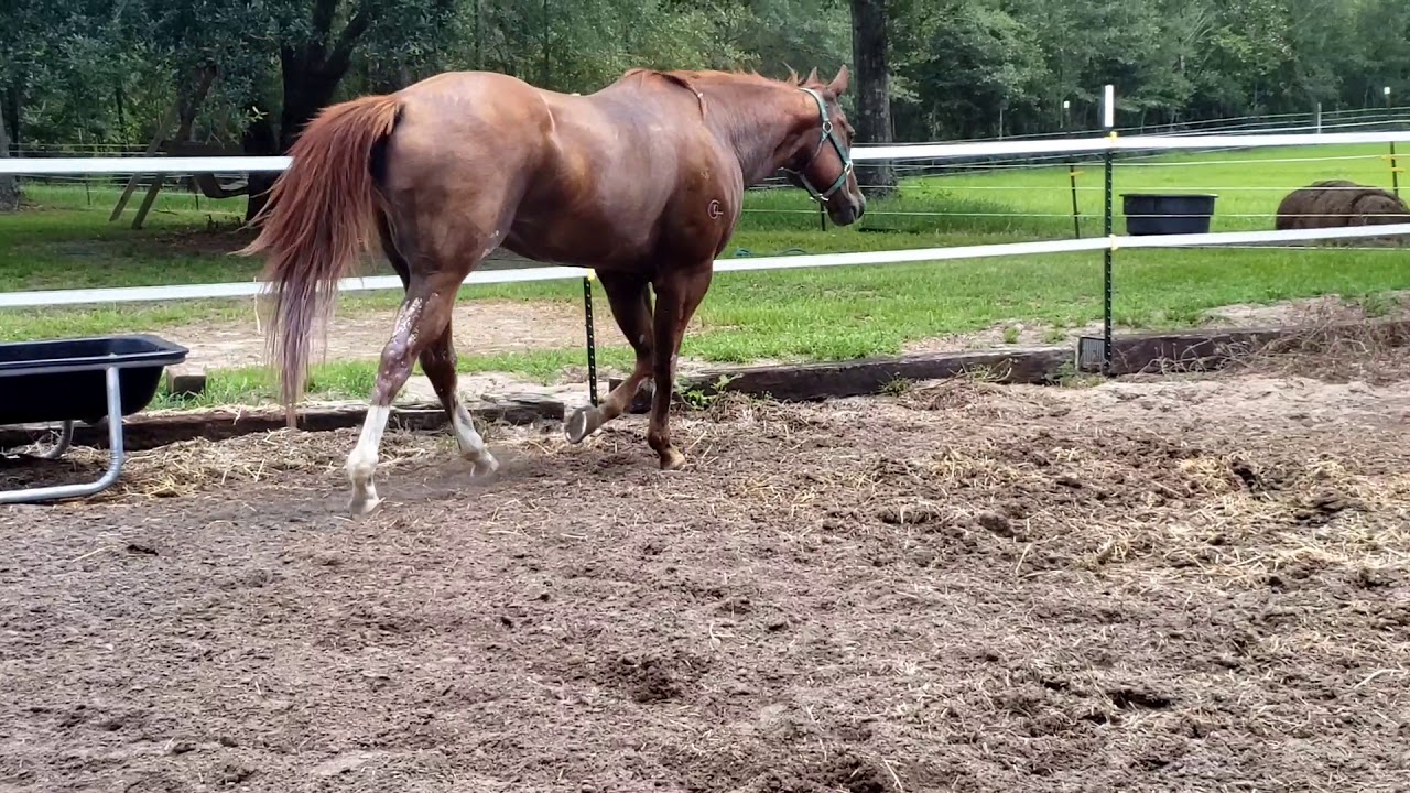 Quarter Horses For Sale By Owner