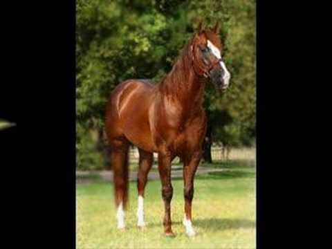 Quarter Horses For Sale - Video - YouTube - Quarter Horses For Sale By Owner