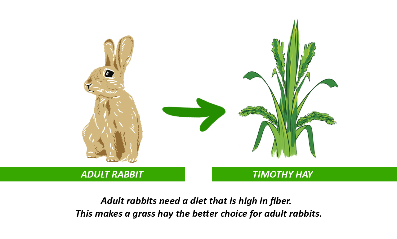 Rabbit Hay for Optimal Health | Small Pet Select - Is Timothy Hay Good For Rabbits
