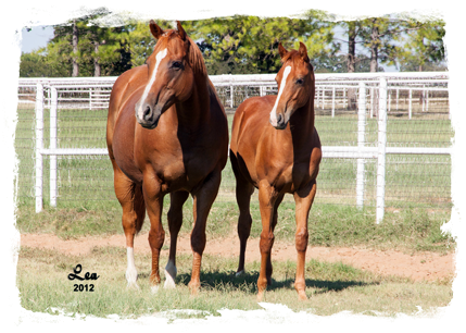 RACING QUARTER HORSES FOR SALE - Blazinfire - Racing Quarter Horses For - Quarter Horses For Sale By Owner