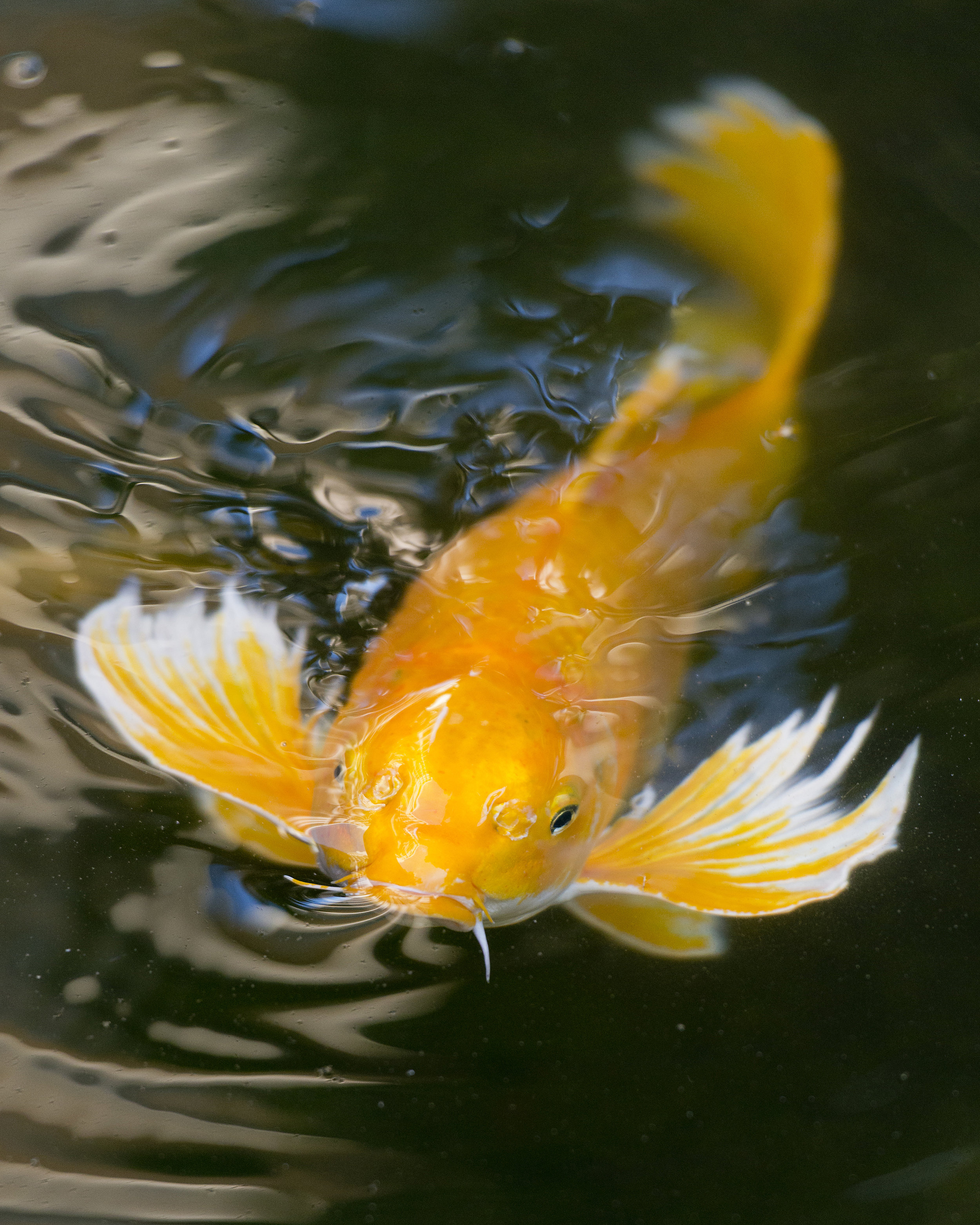 Raising Koi — Koi Story - Does Koi Balance Bar Get You High