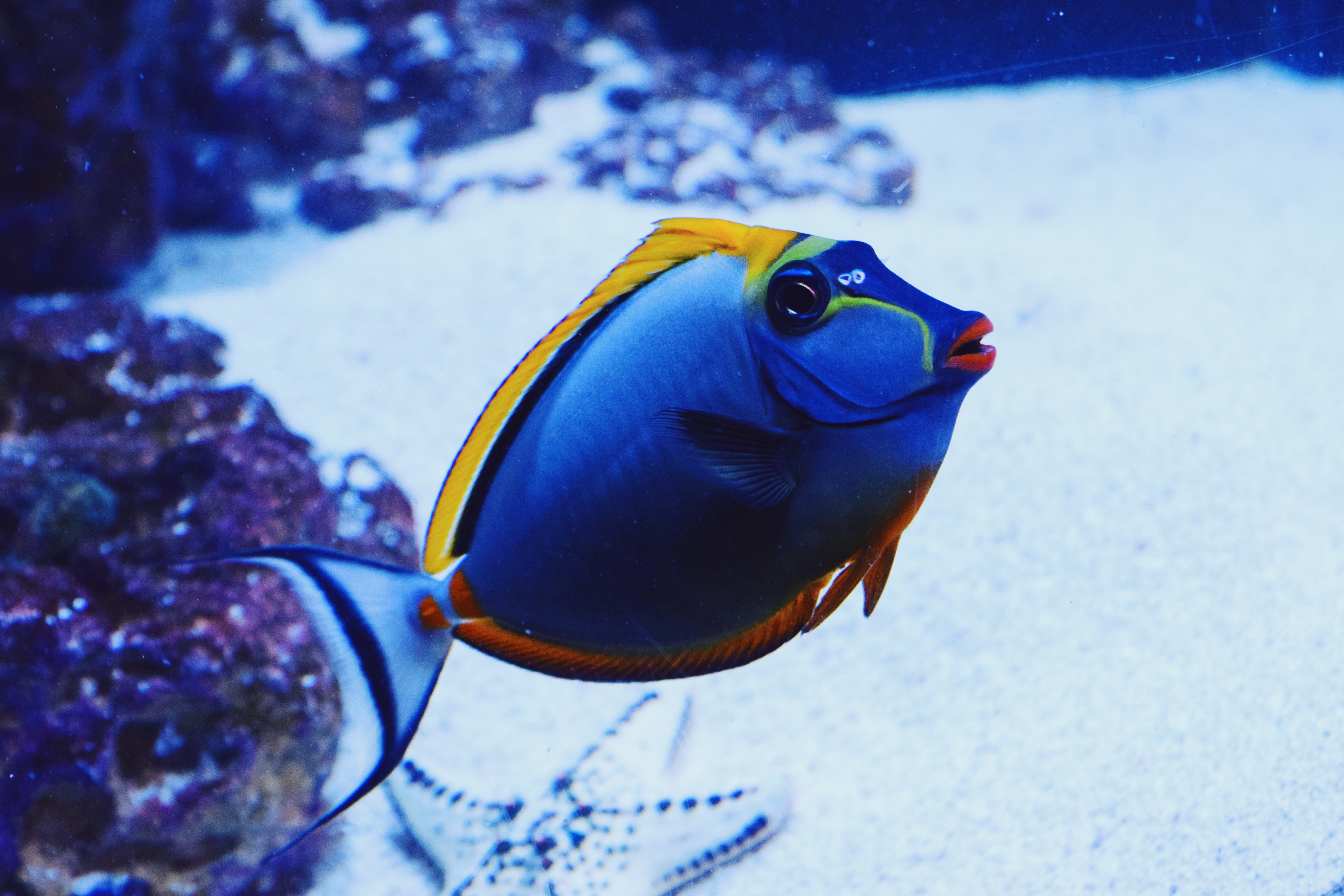 Fish Marketing Strategies In Portland Oregon