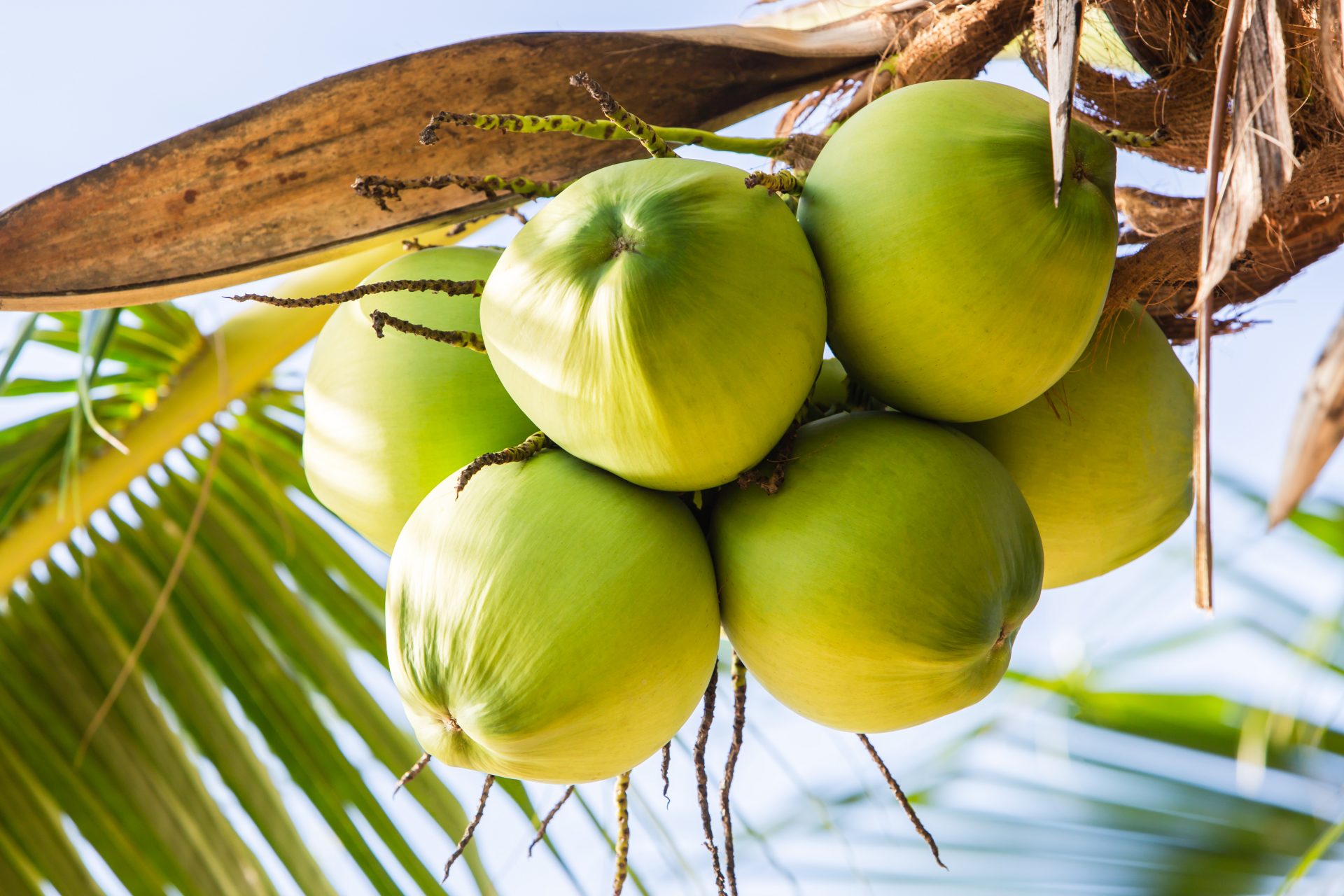 Can Coconut Oil Kill Nail Fungus