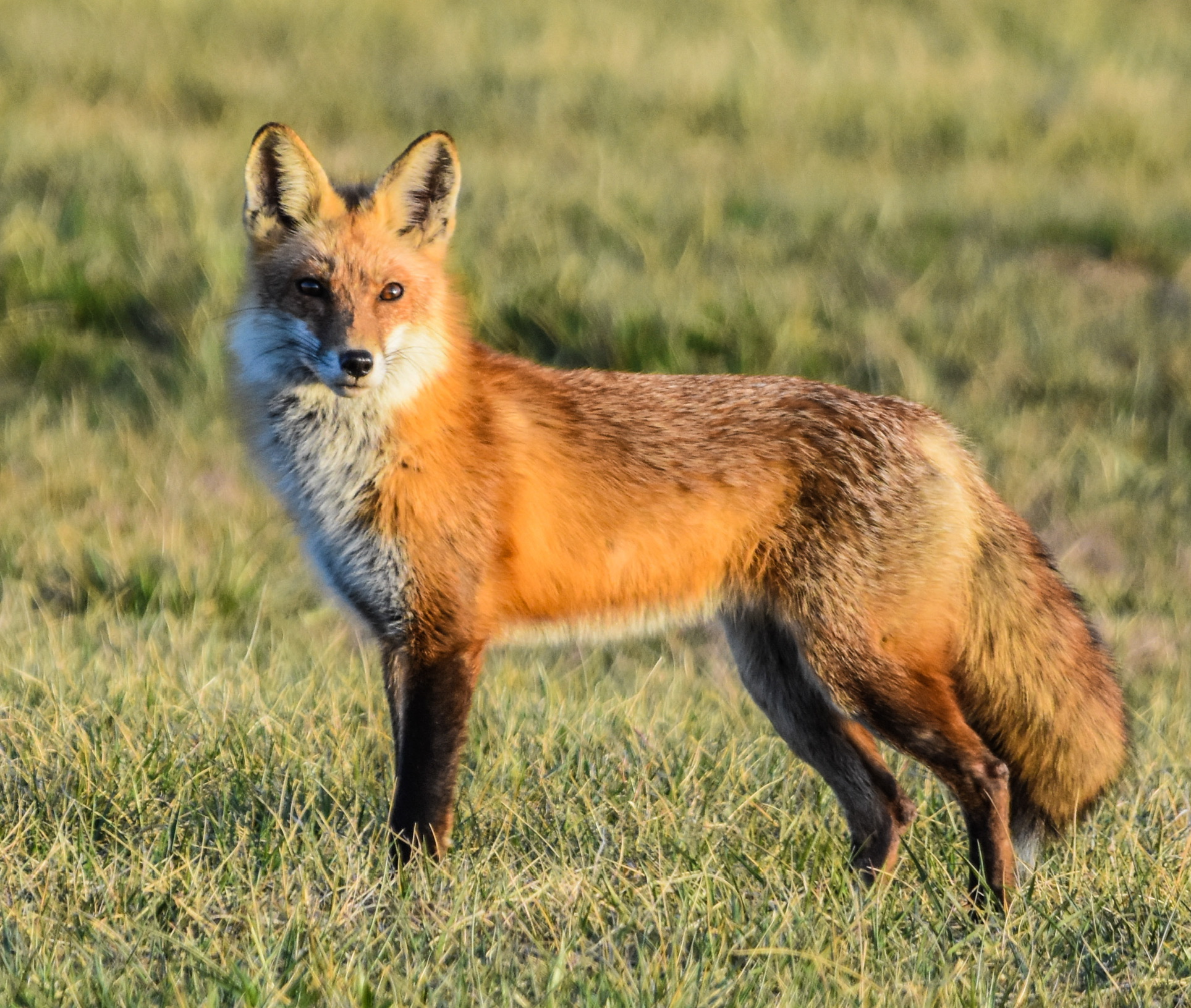 Red Fox/Coyote – Delaware Council of Wildlife - Fox Valley Volkswagen Schaumburg Schaumburg Il