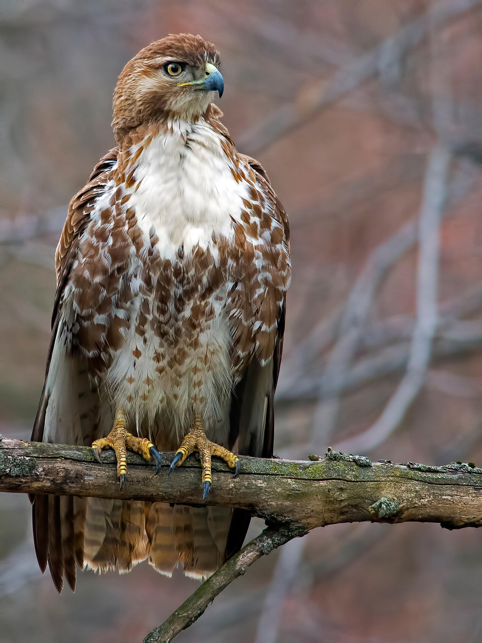 Red-tailed Hawk | Audubon Field Guide - Hawks View Golf Lake Geneva Wi