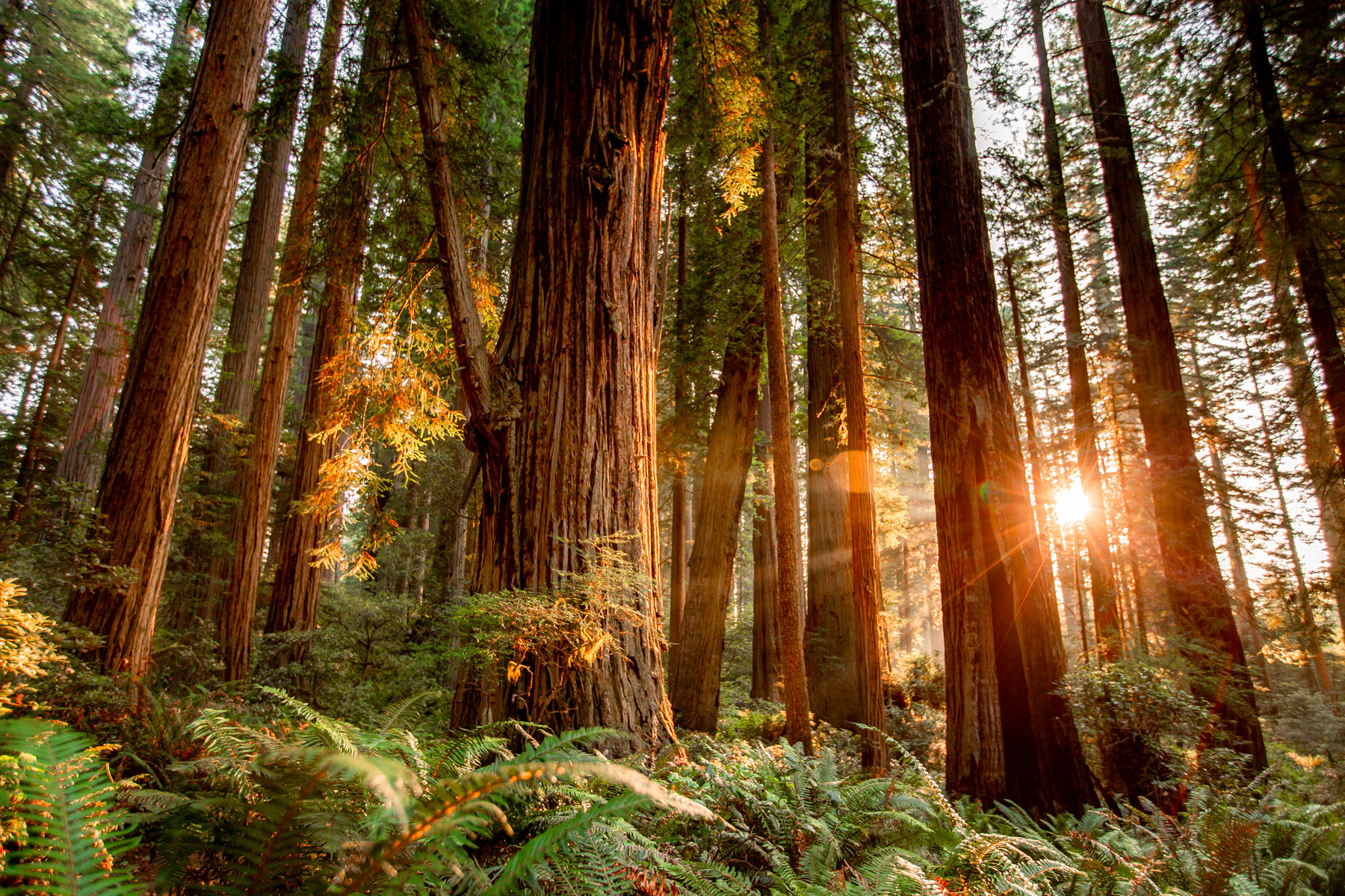 REDWOOD NATIONAL PARK (Northern California, U.S.) - Redwood Louisville Bardstown Bluff Road Photos