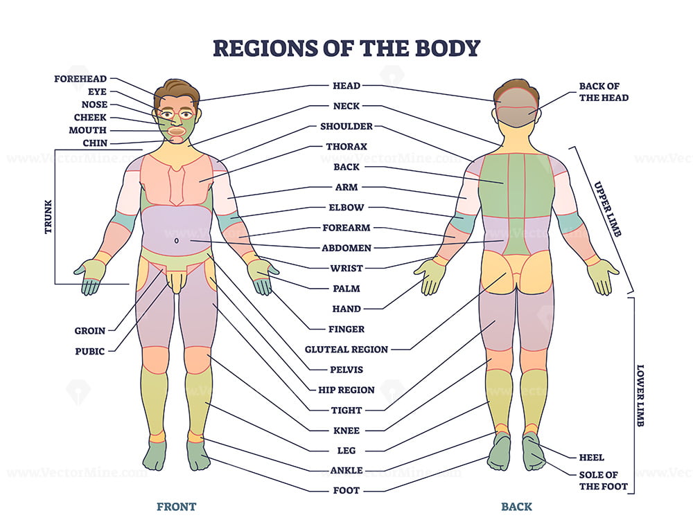 Regions of human body as front or back parts description tiny person - Body Balancing Drops Reviews Consumer Reports