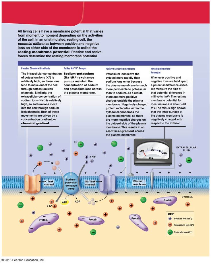 Resting Membrane Potential | Biology lessons, Medical knowledge - Select All That Are True Of The Resting Membrane Potential.