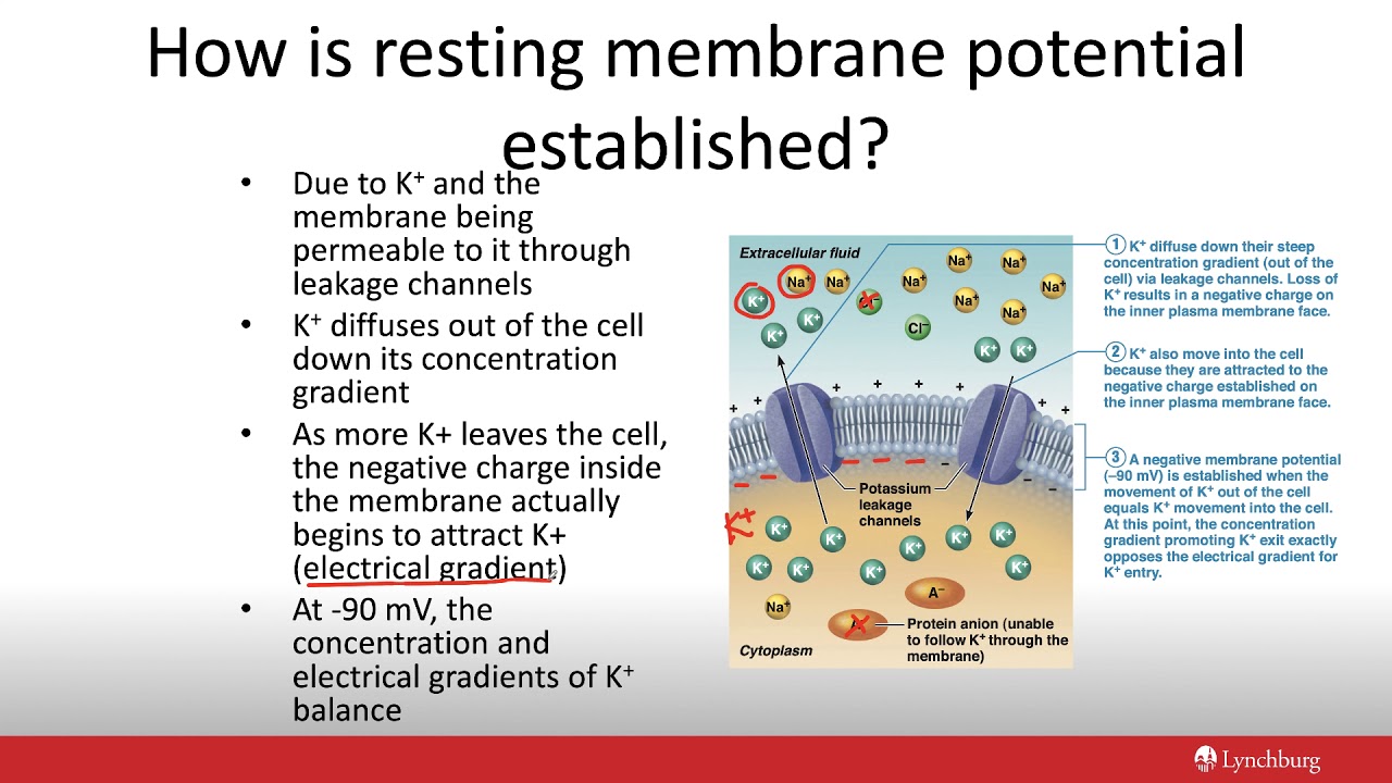 Select All That Are True Of The Resting Membrane Potential.