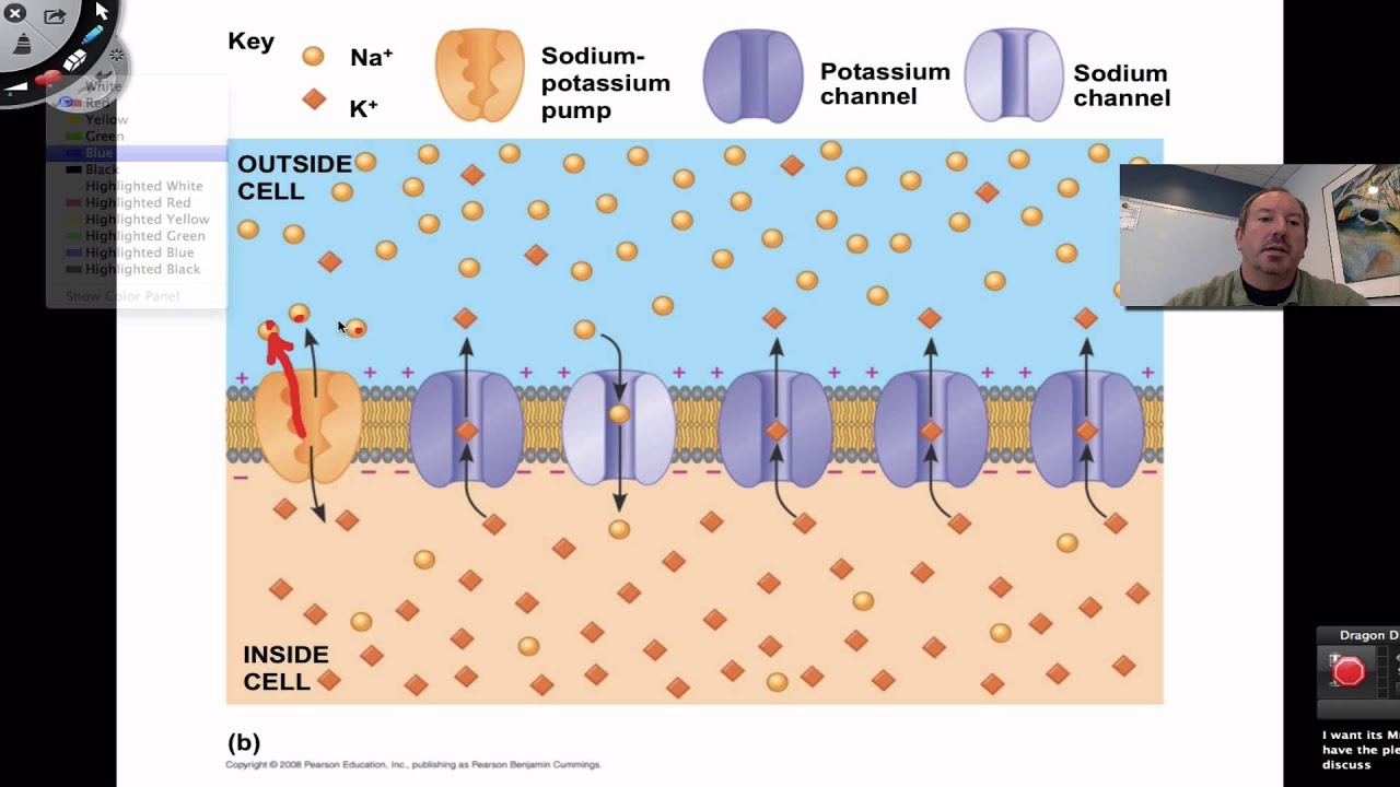 Resting Membrane Potential - YouTube - Select All That Are True Of The Resting Membrane Potential.