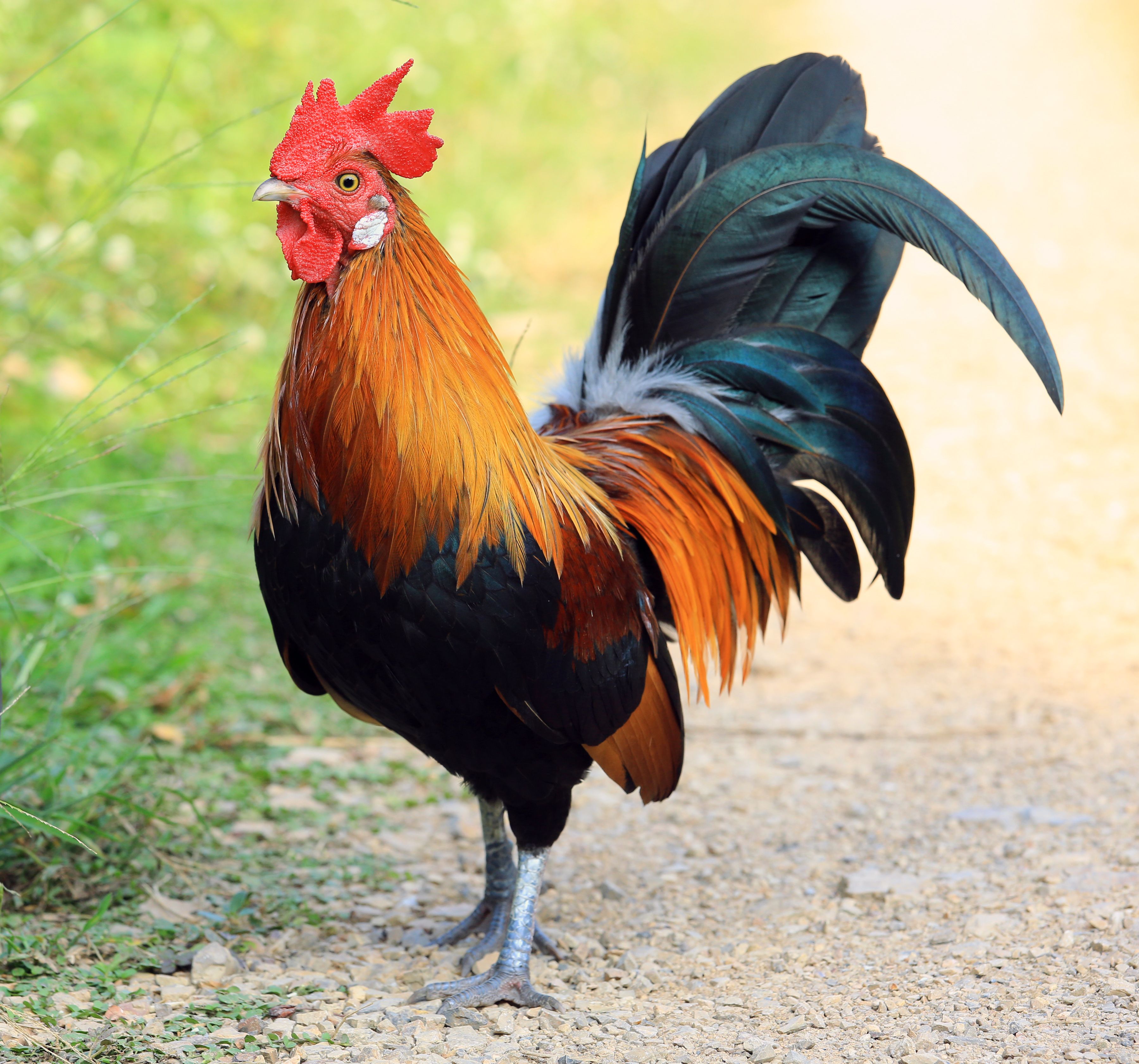 rooster - Google 検索 | Beautiful chickens, Rooster, Pet chickens - Roosters Men's Grooming Center At Eric Town Square