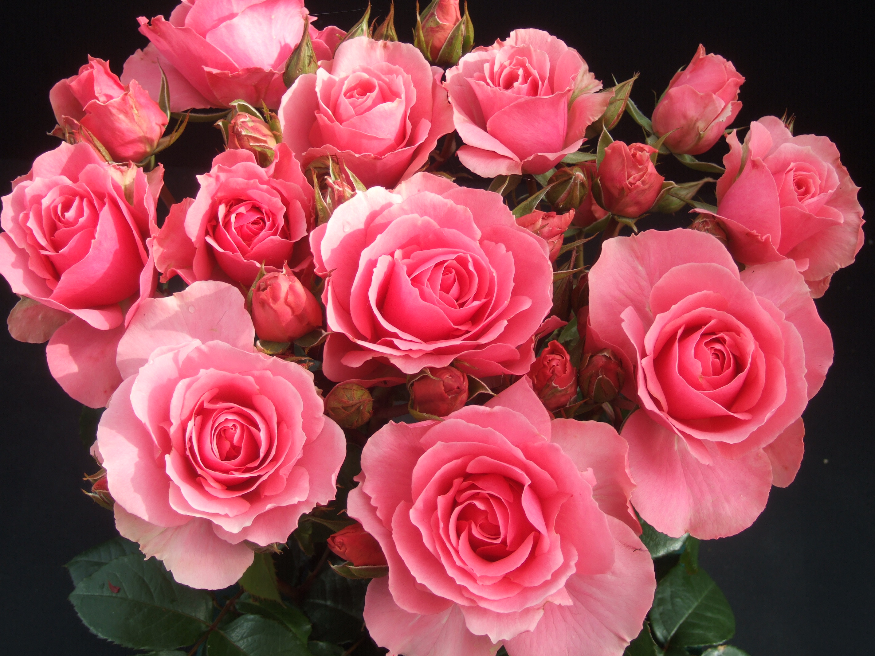 Rose Senior Living Farmington Hills Michigan