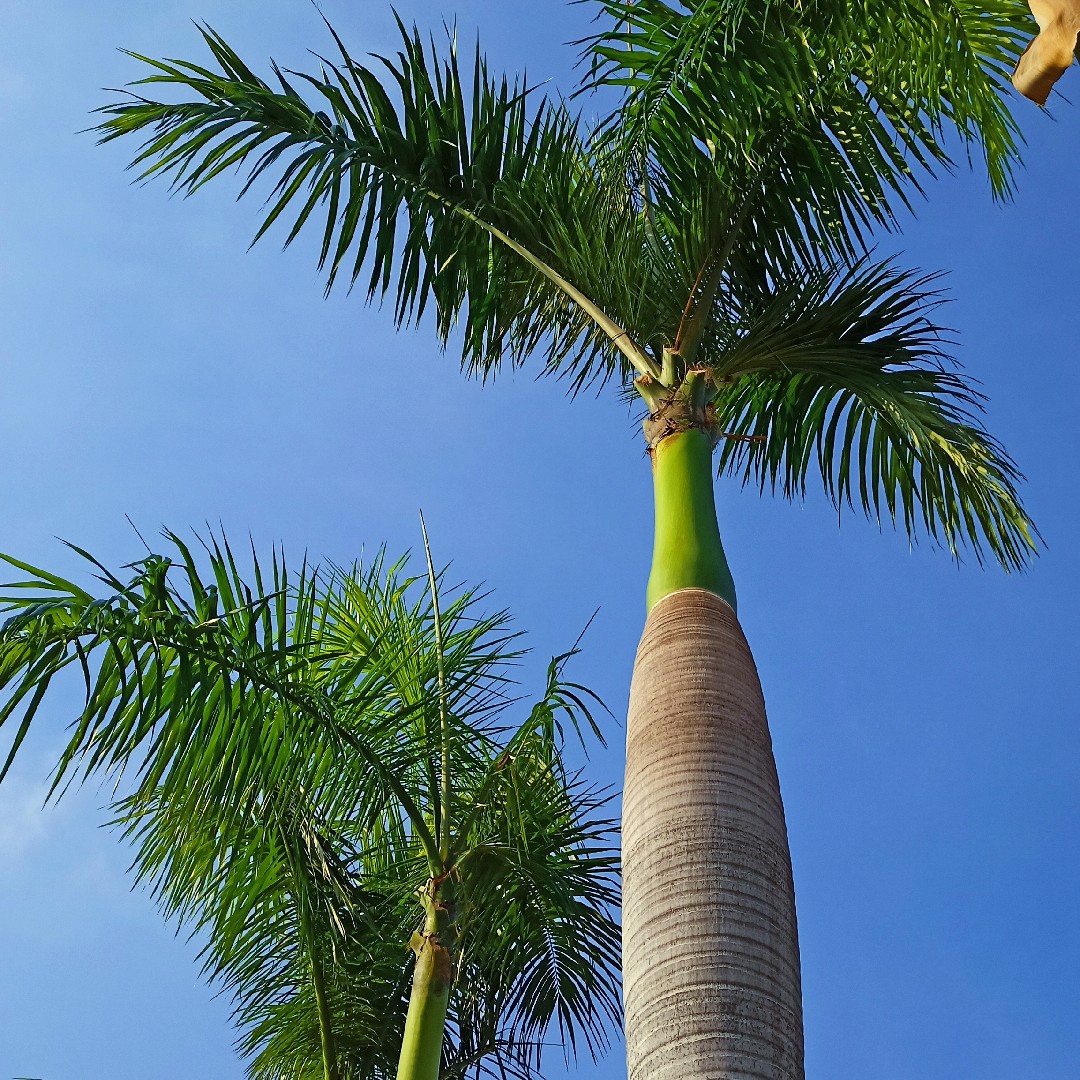 Royal Palm Plant Cuban Royal Palm Tree, Roystonea Regia Palm - Palm Canyon Resort By Diamond Resorts Palm Springs Ca