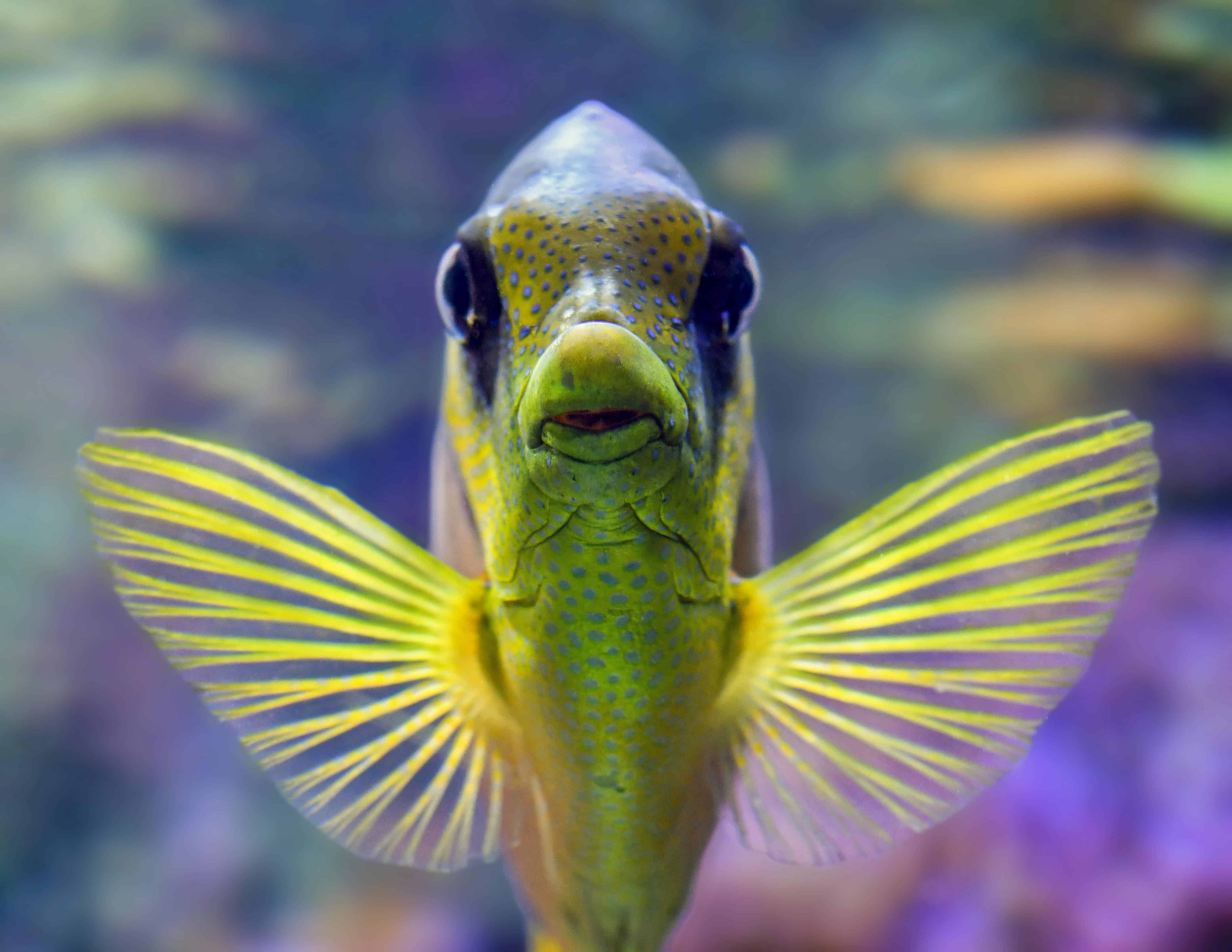 Saltwater Fish Photos Aquarium - Fish Table Game Online Real Money
