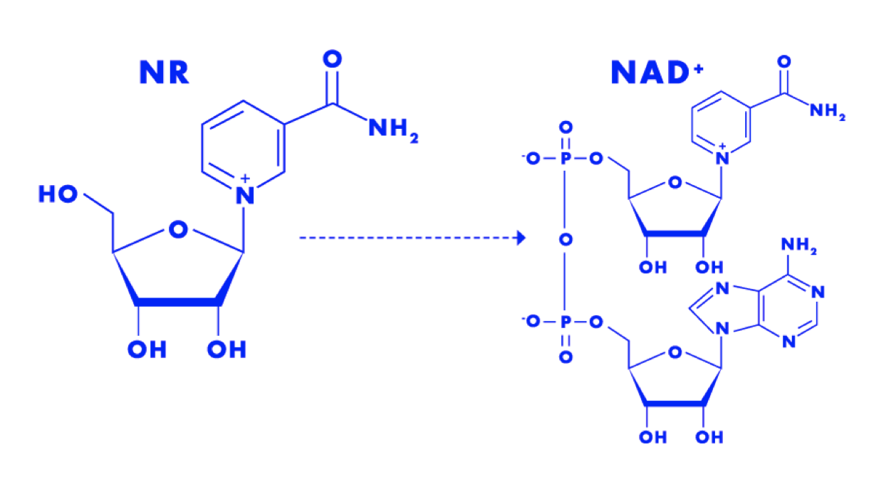 Nicotinamide Adenine Dinucleotide Vs Nicotinamide Riboside
