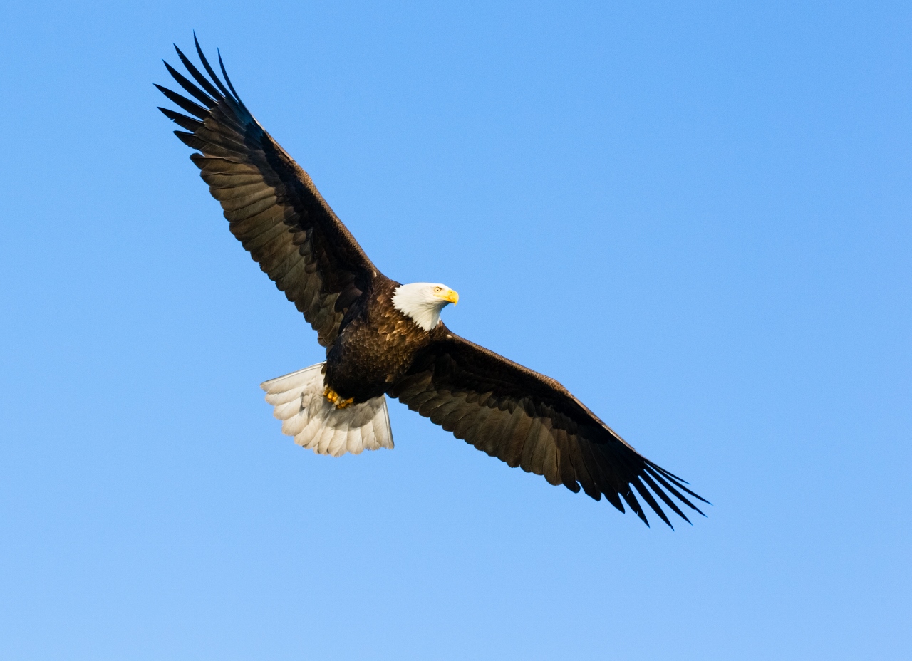 Soaring Eagle Online Casino No Deposit Bonus Codes