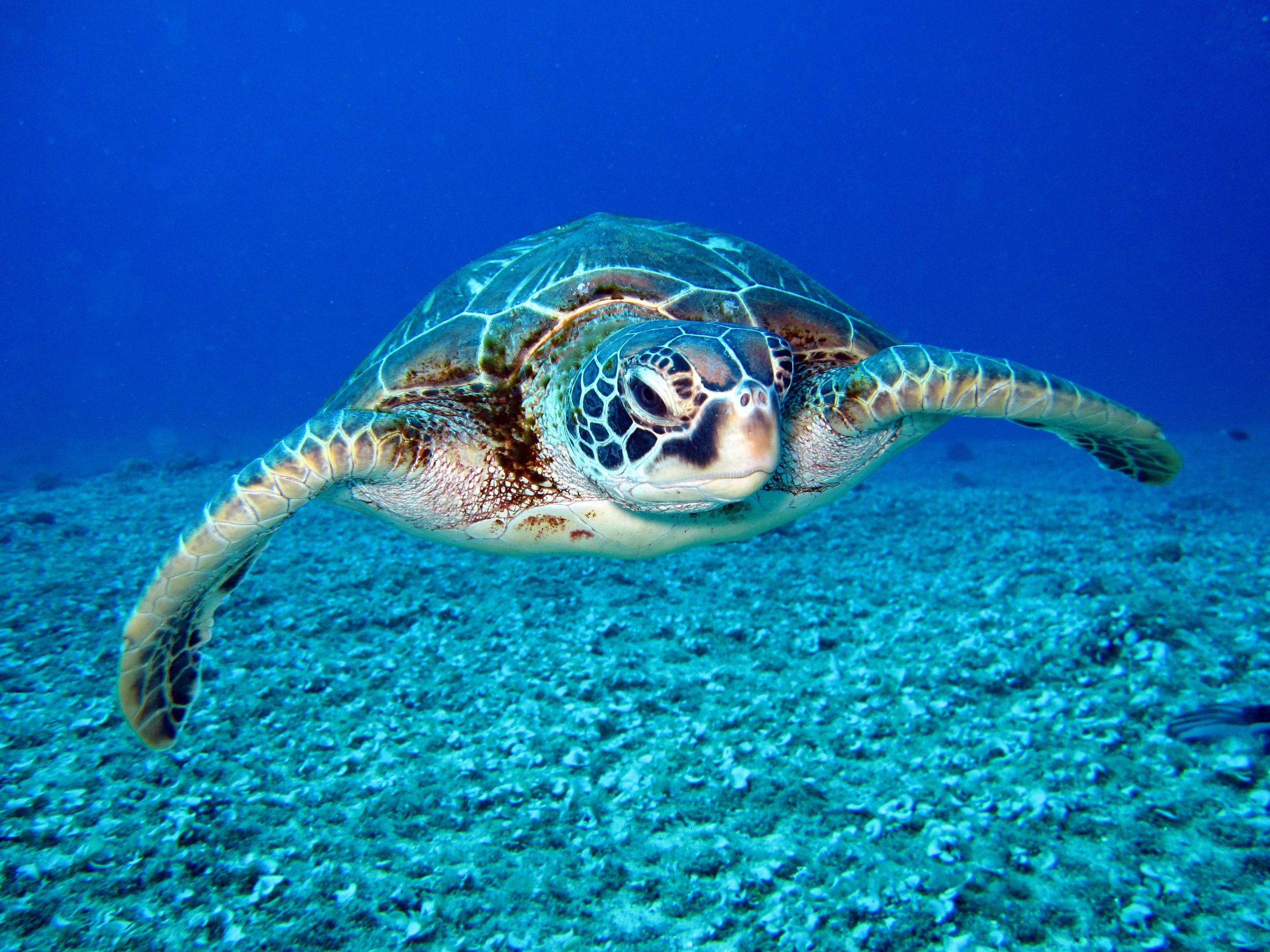 Sea Turtle Fact Sheet | Blog | Nature | PBS - Turtle Cay By Diamond Resorts Virginia Beach