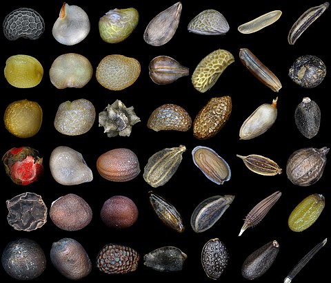 Seed - Simple English Wikipedia, the free encyclopedia - Seed Probiotics Phone Number Customer Service