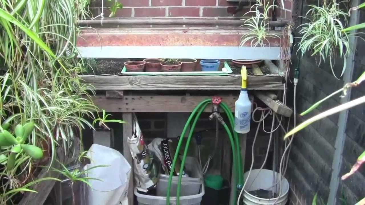 SEEDLINGS NEED MAXIMUM LIGHT - YouTube - How Much Light Do Cannabis Seedlings Need