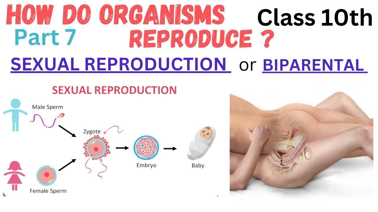 Sexual Reproduction Introduction | L7|How do Organisms Reproduce - Sexual Words That Start With S